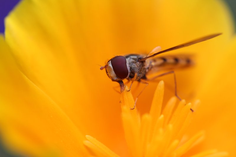 SYRPHE que l'on confond très souvent avec l'abeille. 2022. dans les fleurs communales, sur PAVOT DE CALIFORNIE, à proximité de l'école de Fay aux Loges. FLORA ASSADI